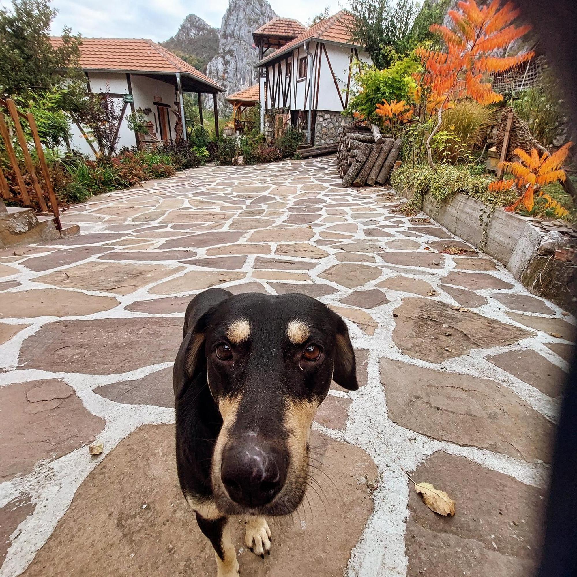 Vila Golemi Kamik Pirot Exteriér fotografie